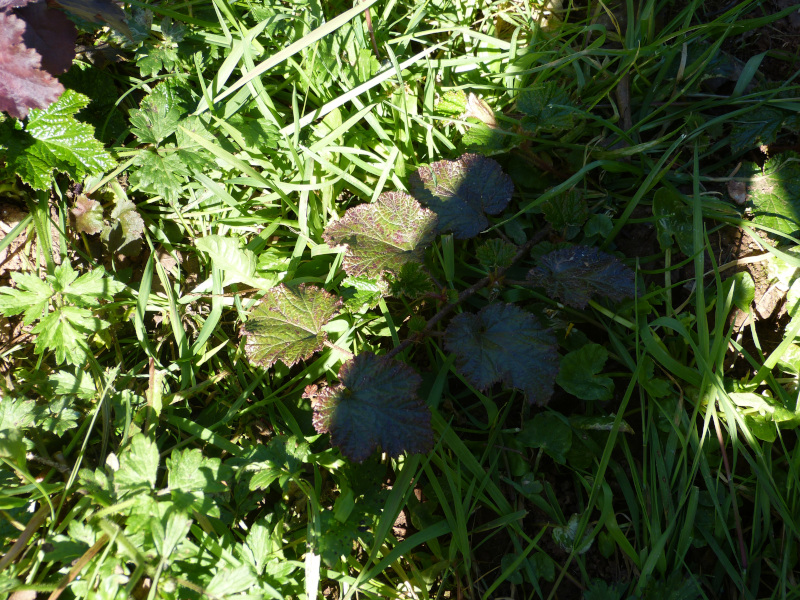 Rubus Betty Ashburner.JPG