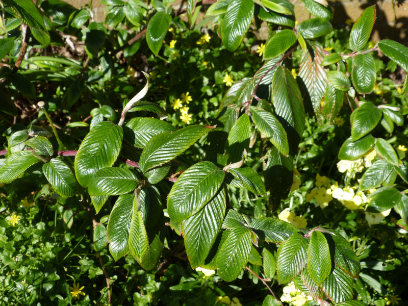 Rubus calophyllus.JPG