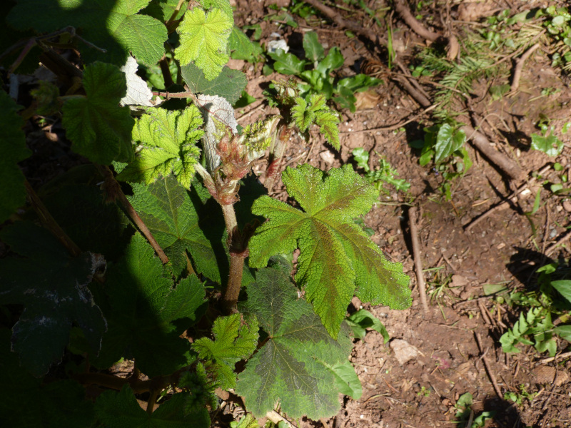 Rubus formosensis.JPG
