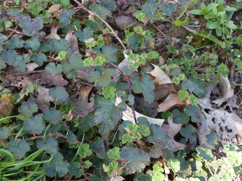 Rubus rolfei Taroko Loco.JPG