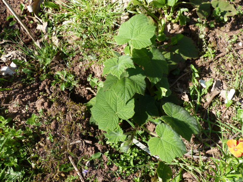 Rubus treutleri.JPG