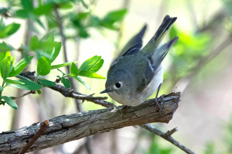 Ruby Crowned Kinglet.jpg