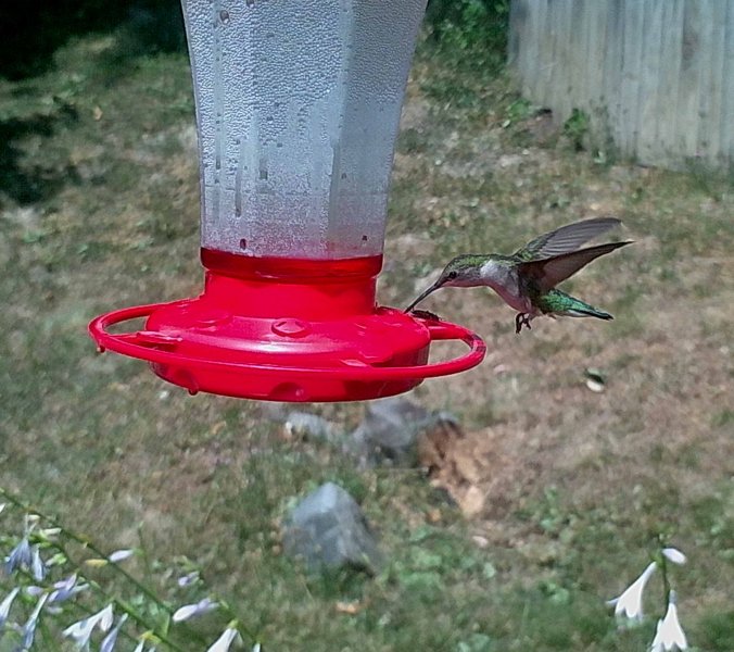 Ruby Throated Female.jpg