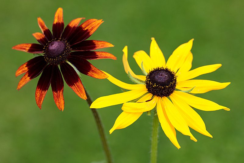 Rudbeckia-bedfellows.jpg