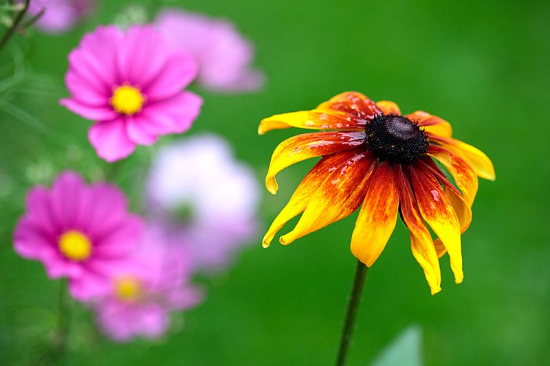 Rudbeckia-Cosmos.jpg