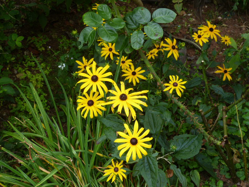 Rudbeckia fulgidia Goldsturm.JPG