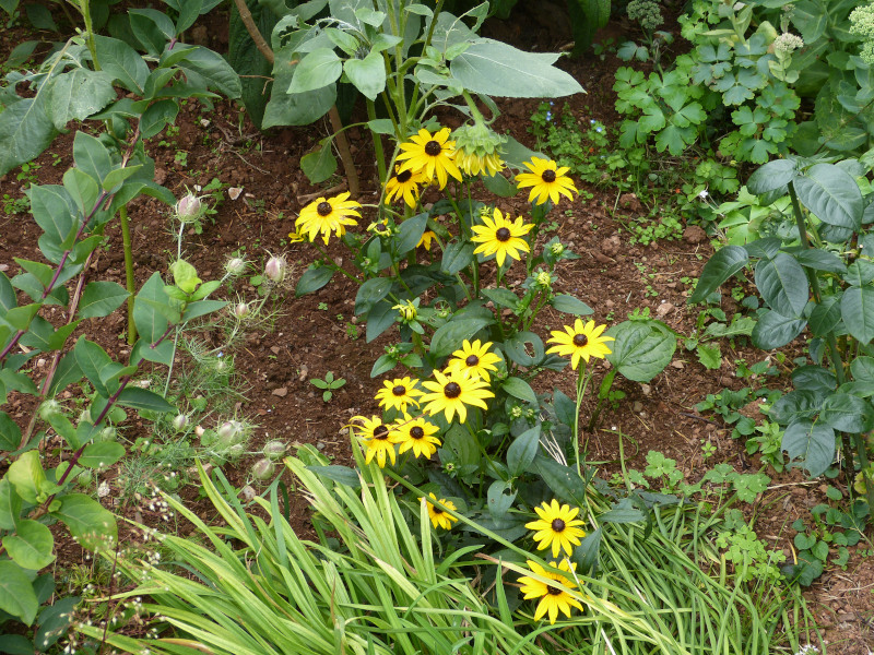 Rudbeckia Goldsturm.JPG