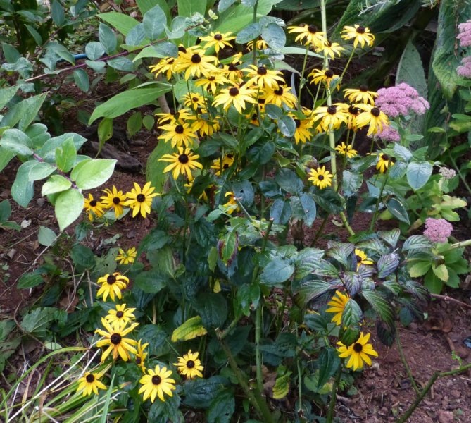 Rudbeckia Goldsturm.JPG