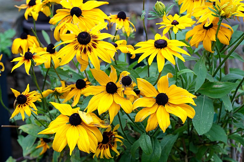 Rudbeckia-group-oct.jpg