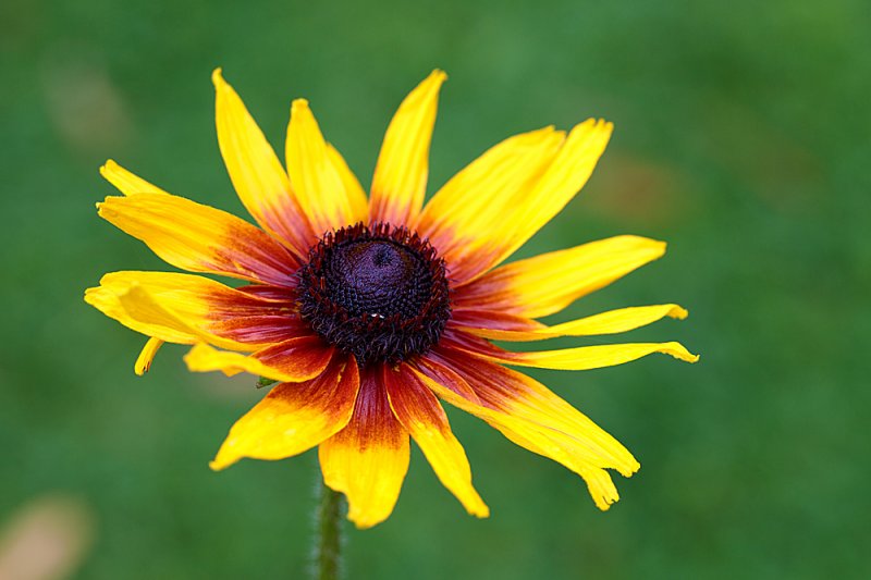 Rudbeckia-july.jpg