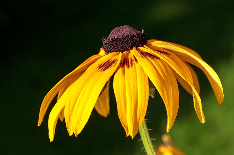 Rudbeckia-sept-2.jpg