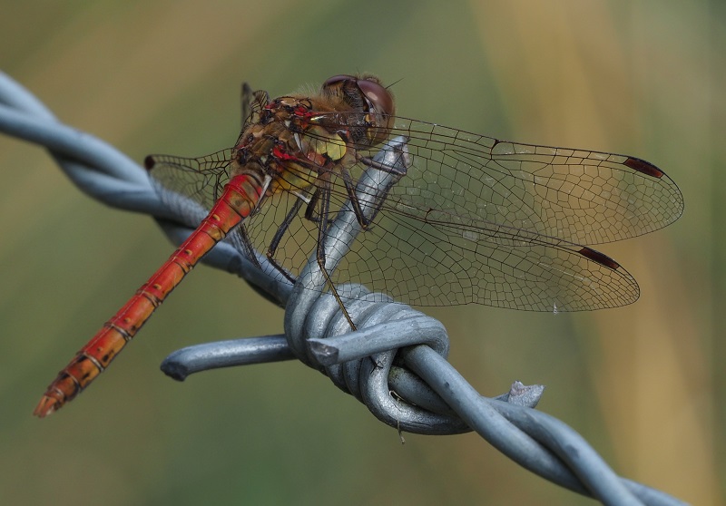 ruddy darter 2019A.jpg