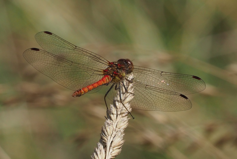 ruddy darter 2019B.jpg