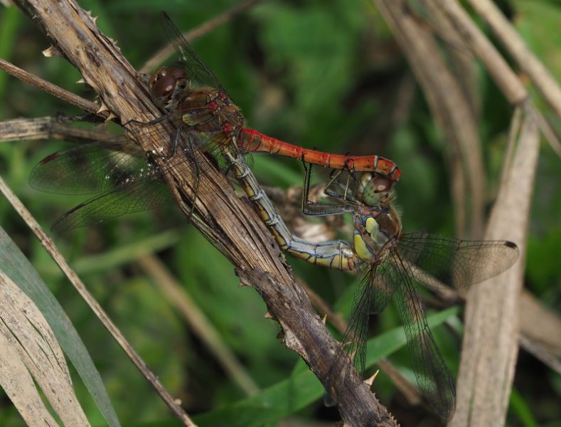 ruddy darters mating.jpg