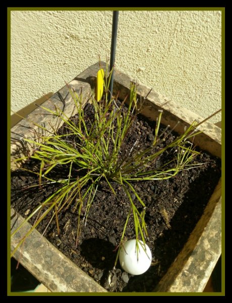 Russelia equisetiformis.jpg