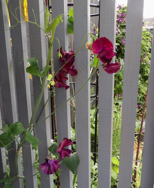 S. Pea Balmoral 15-07-25.JPG