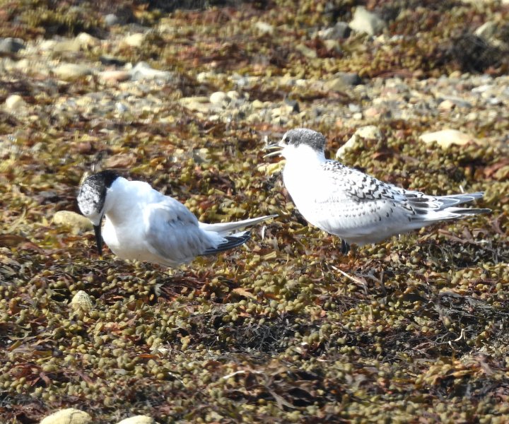 S Terns 3.jpg