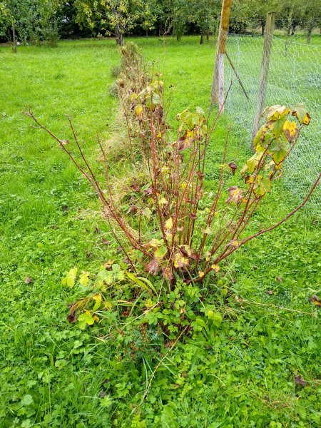 sad blackcurrants.jpg