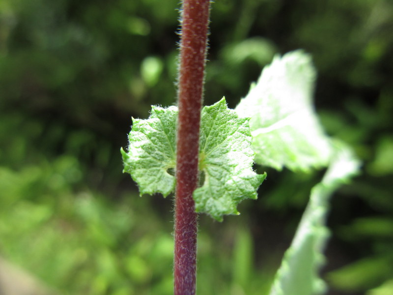 SALIX  AURITA  EARED  WILLOW 06-07-2022 12-30-019.JPG