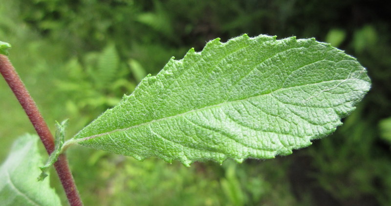 SALIX  AURITA  EARED  WILLOW 06-07-2022 12-30-046.JPG