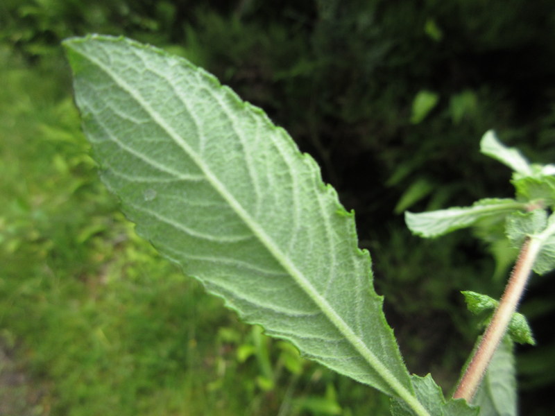 SALIX  AURITA  EARED  WILLOW 06-07-2022 12-30-053.JPG