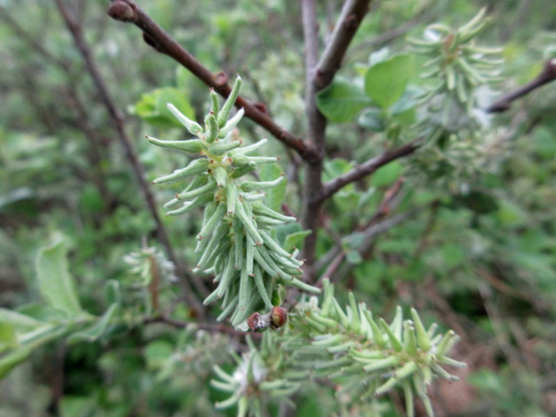 SALIX  AURITA  EARED  WILLOW  26-05-2024 09-28-58.JPG