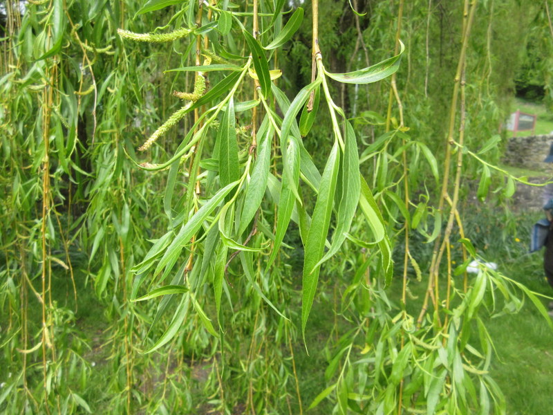 SALIX  BABYLONICA  WEEPING  WILLOW 15-05-2018 11-26-47.JPG