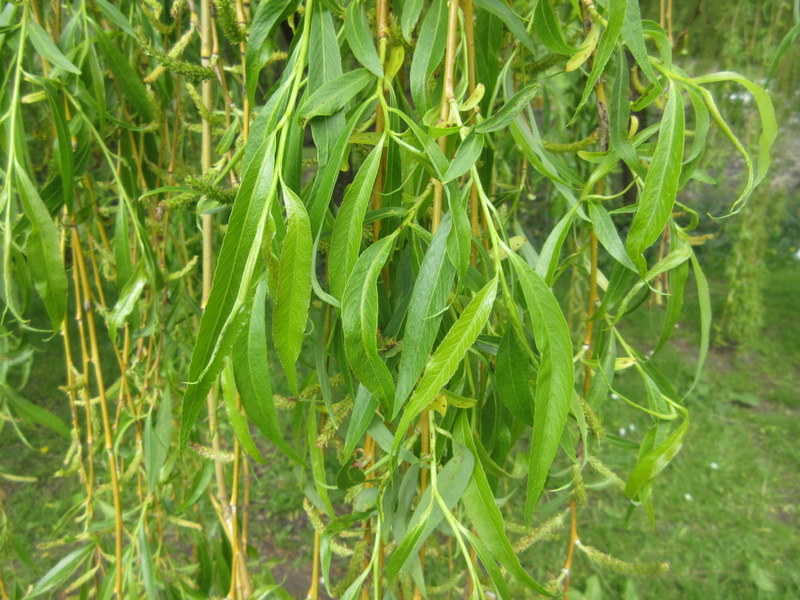 SALIX  BABYLONICA  WEEPING  WILLOW 15-05-2018 11-27-17.JPG