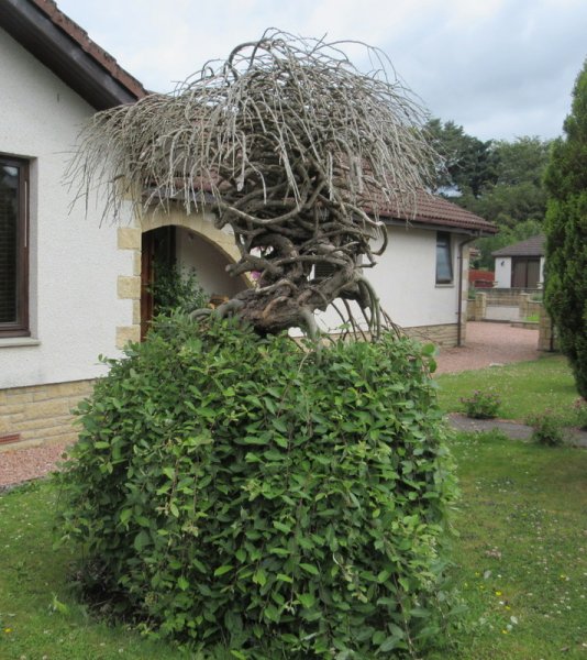 SALIX  CAPREA  KILMARNOCK 02-07-2020 11-18-45.JPG