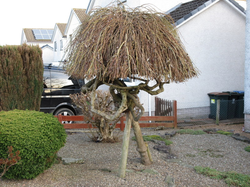 SALIX  CAPREA  KILMARNOCK 08-02-2022 15-32-04.JPG