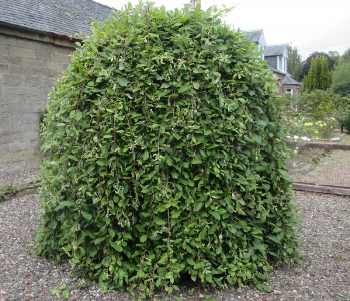 SALIX  CAPREA  KILMARNOCK 16-08-2020 11-47-26.JPG