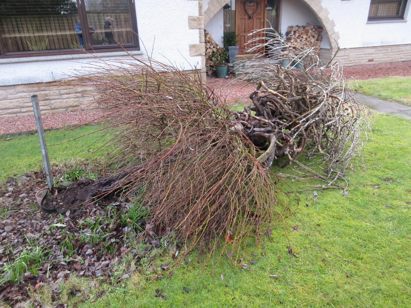SALIX  CAPREA  KILMARNOCK 22-01-2024 14-25-32.JPG