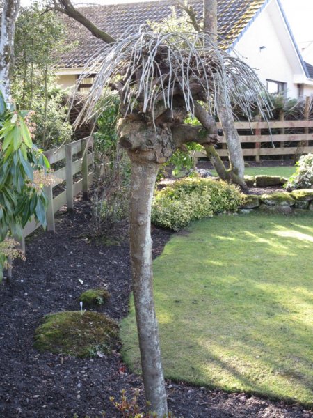 SALIX  CAPREA  KILMARNOCK 22-02-2022 11-40-02.JPG