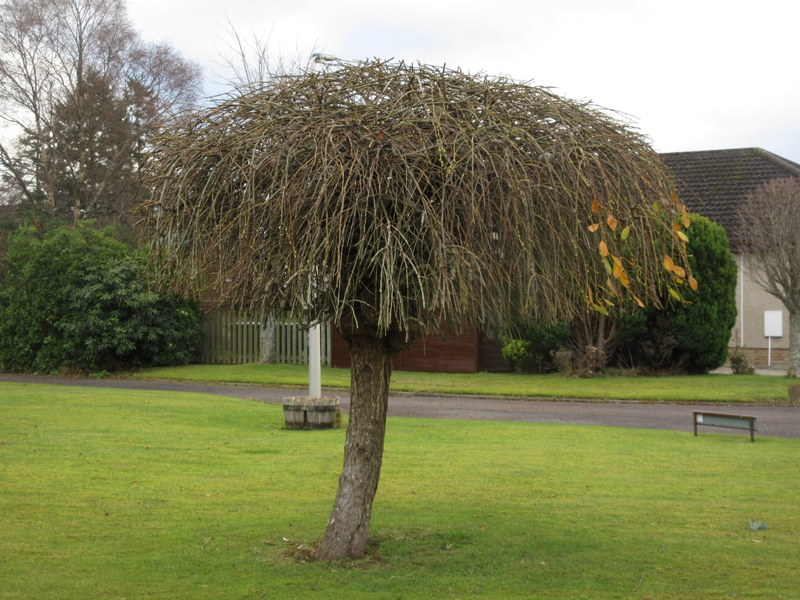 SALIX  CAPREA  KILMARNOCK 28-11-2023 10-57-01.JPG