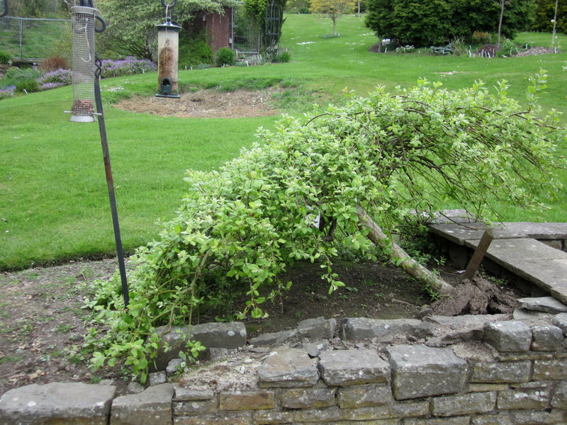 SALIX  CAPREA  KILMARNOCK  MALE 06-05-2012 14-18-51.JPG