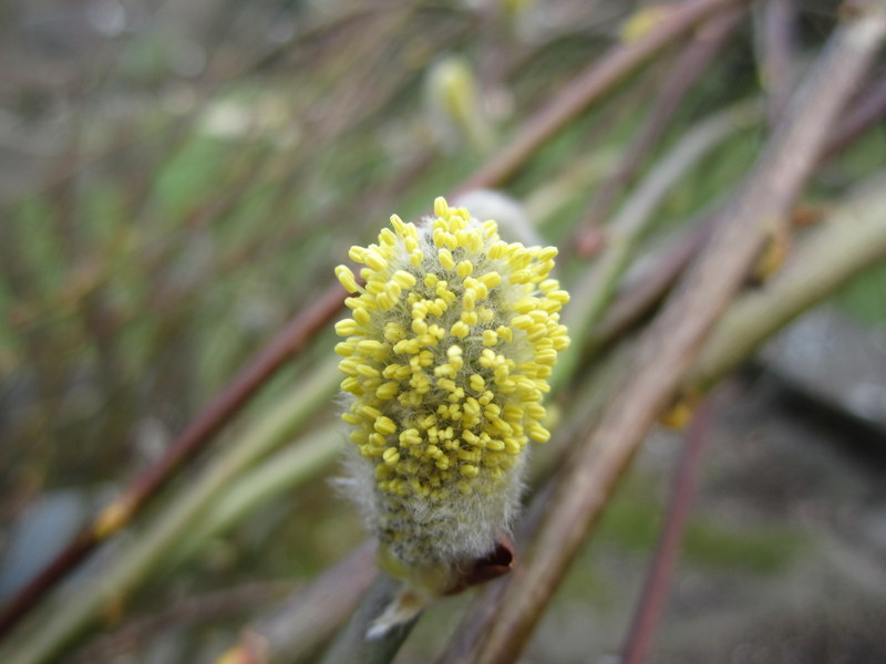 SALIX  CAPREA  KILMARNOCK  MALE 12-03-2011 10-06-38.JPG