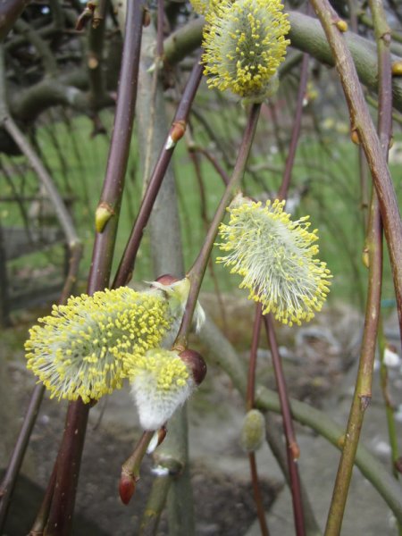 SALIX  CAPREA  KILMARNOCK  MALE 16-03-2011 12-33-39.JPG