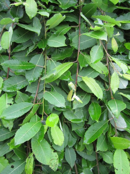 SALIX  CAPREA  KILMARNOCK  MALE 16-07-2010 14-06-27.JPG