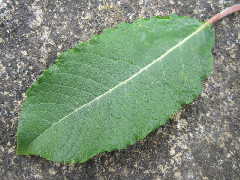 SALIX  CAPREA  KILMARNOCK  MALE 16-07-2010 14-07-11.JPG