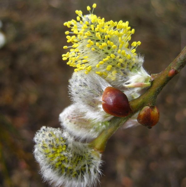 SALIX  CAPREA  KILMARNOCK  MALE 17-03-2008 11-19-59.JPG