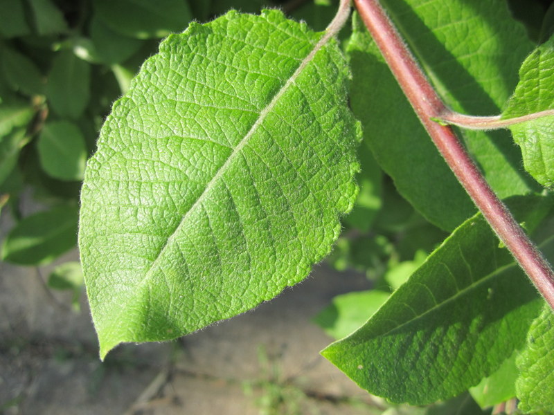 SALIX  CAPREA  KILMARNOCK  MALE 23-04-2011 16-45-51.JPG