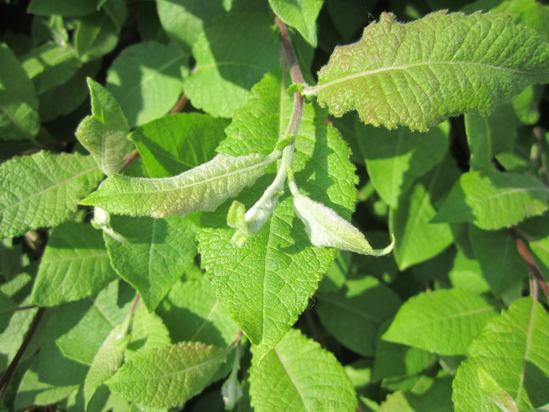 SALIX  CAPREA  KILMARNOCK  MALE 23-04-2011 16-46-18.JPG