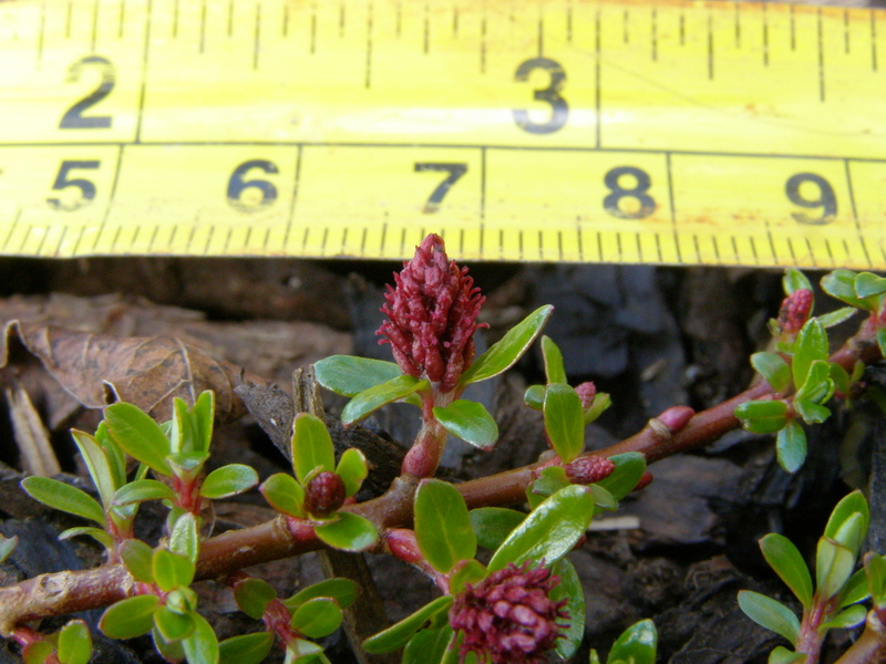 SALIX  HYLEMATICA 30-03-2008 14-01-25.JPG