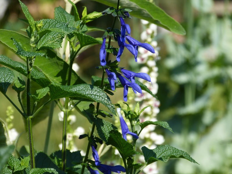 Salva atrocyanea.JPG