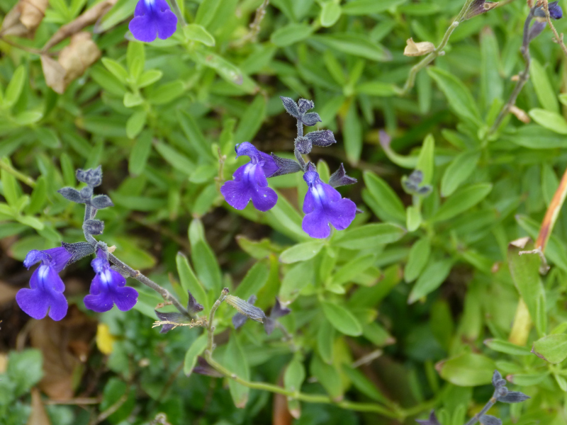 Salvi arizonica 1.JPG