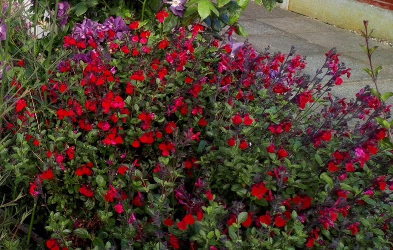 SALVIA 01-01-2020 18-13-30.jpg