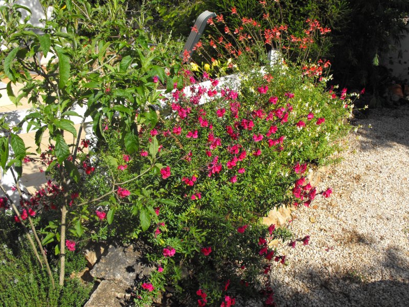 Salvia 26 May 10.JPG