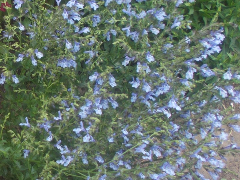 Salvia African Sky.JPG