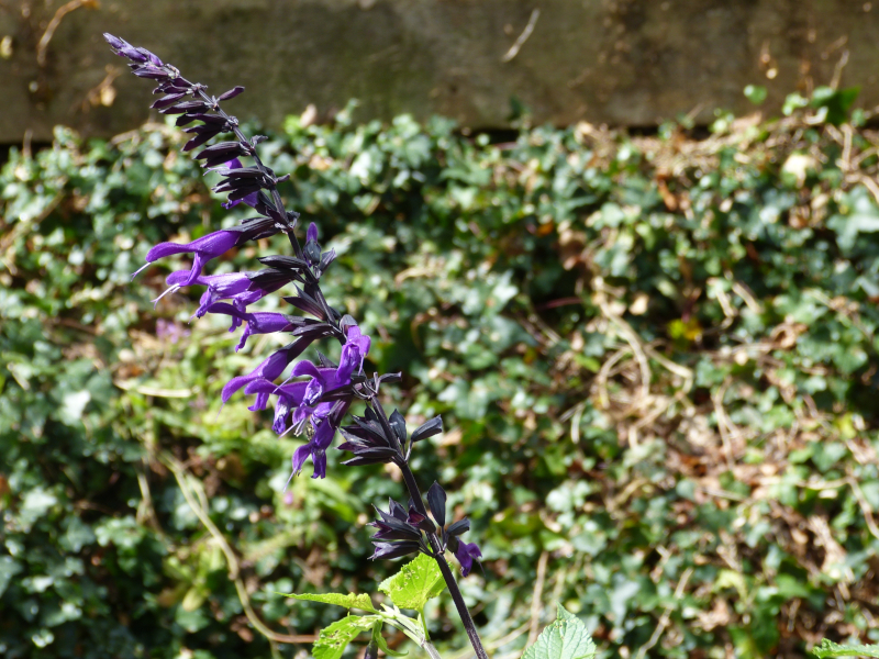 Salvia Amistad 2.JPG