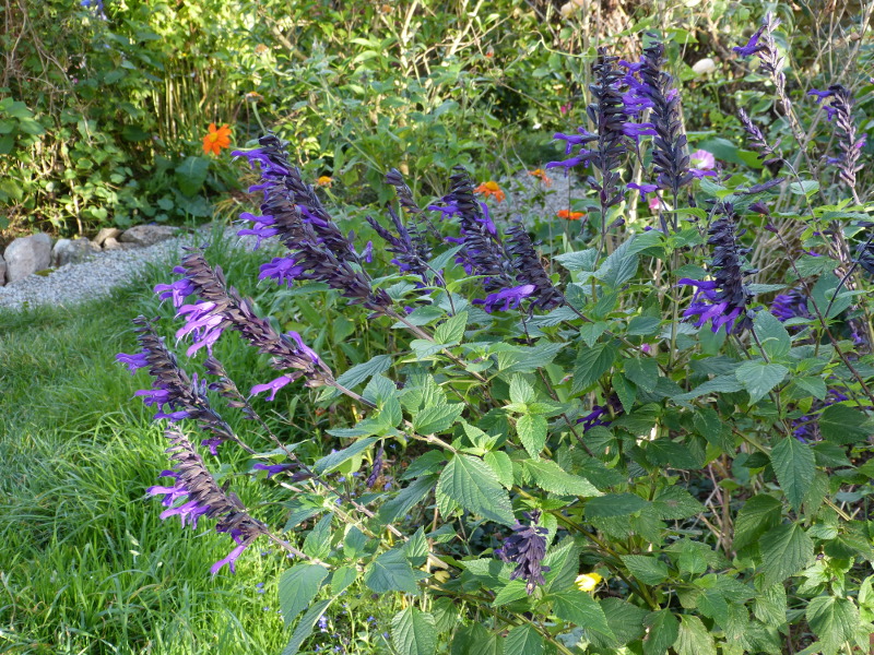 Salvia Amistad 2017.JPG